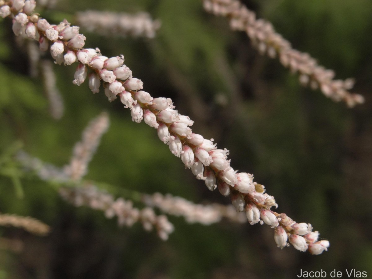 Tamarix indica Willd.